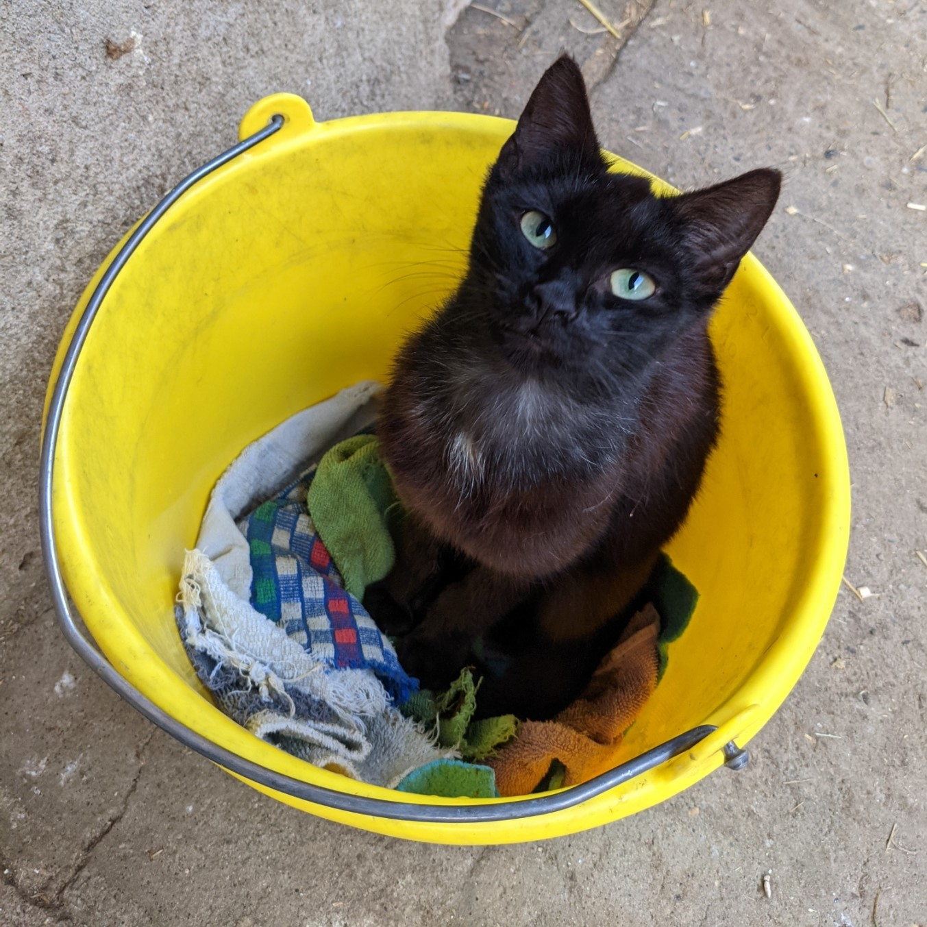 bucket cat